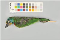 藏品(五色鳥)的圖片